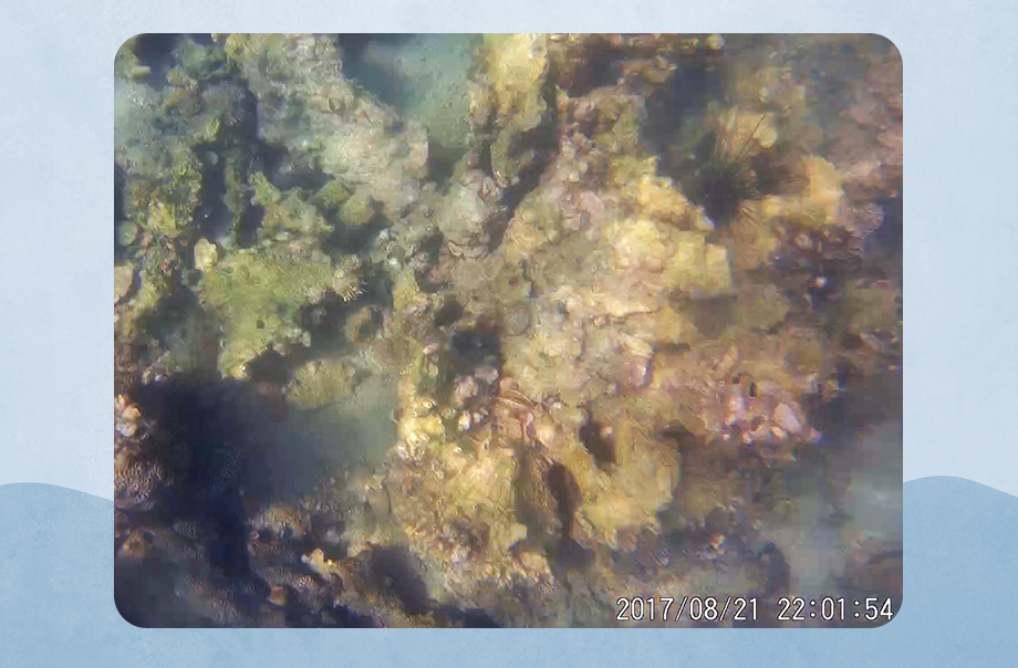 圖片中有顯示出珊瑚，海膽和碎石等等以展現海底環境。